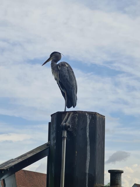 Switzerland: Private nature safari with a local guide. Check out the Alps, lakes, and more - Authentic Feedback from Travelers