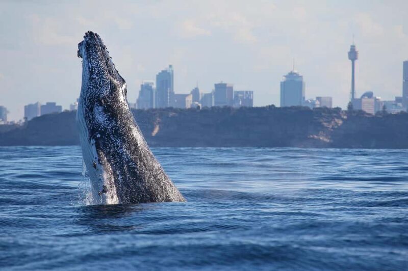 Sydney: 2.5-Hour Discovery Whale Watching Tour by Catamaran - Key Points