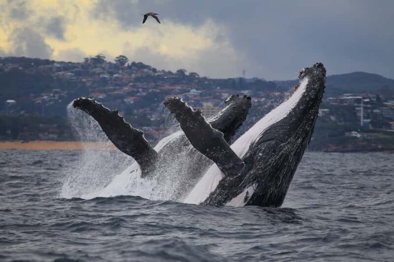 Sydney: 2.5-Hour Discovery Whale Watching Tour by Catamaran - What to Expect on Your Whale Watching Tour