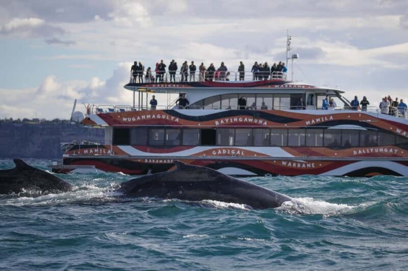 Sydney: 2-hour Express Whale Watching Cruise - Key Points