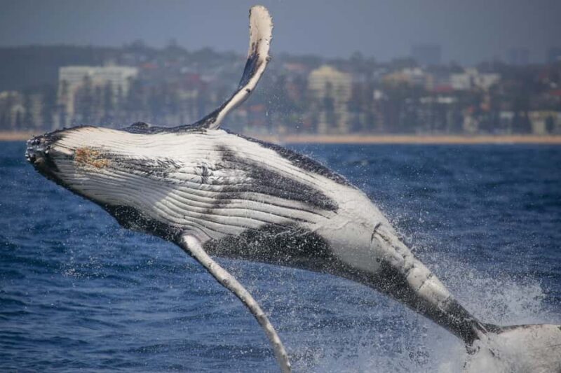 Sydney: 2-hour Express Whale Watching Cruise - What the Reviews Say