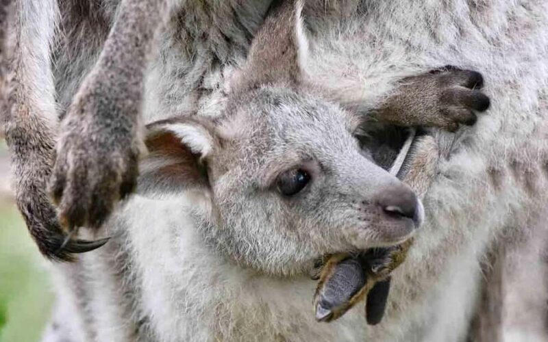 Sydney: Blue Mountains & Featherdale Wildlife Park Day Trip - Final Thoughts