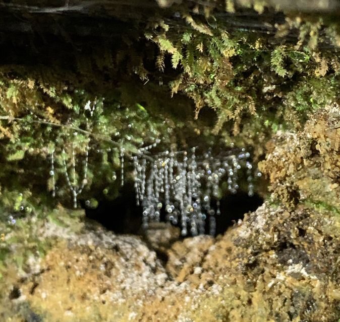 Sydney: Blue Mountains Glow Worms Wild Adventure by Night - Final Thoughts: Who Is This Tour Perfect For?