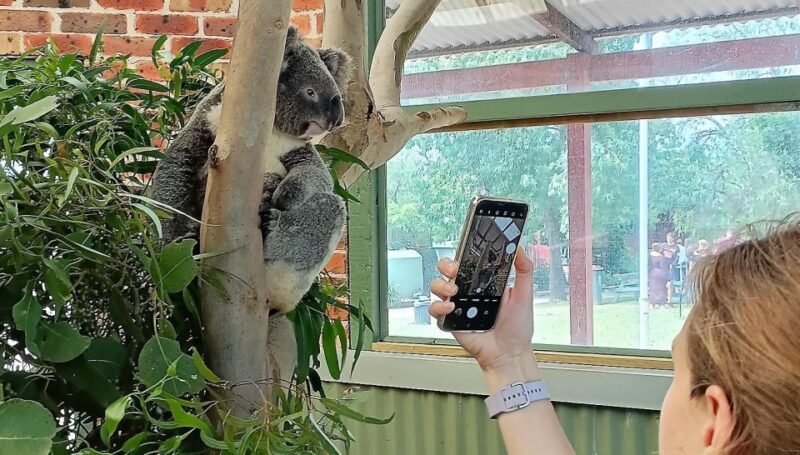 Sydney: Blue Mountains Late Start Tour with Walks & Wildlife - Who Is This Tour Best For?