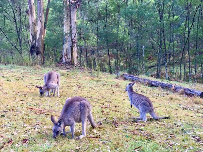 Sydney: Blue Mountains Private Wildlife Adventure Tour - Why Choose the Blue Mountains Private Wildlife Adventure?