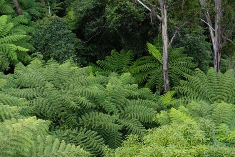 Sydney: Blue Mountains Private Wildlife Adventure Tour - The Value of a Private, Custom Tour