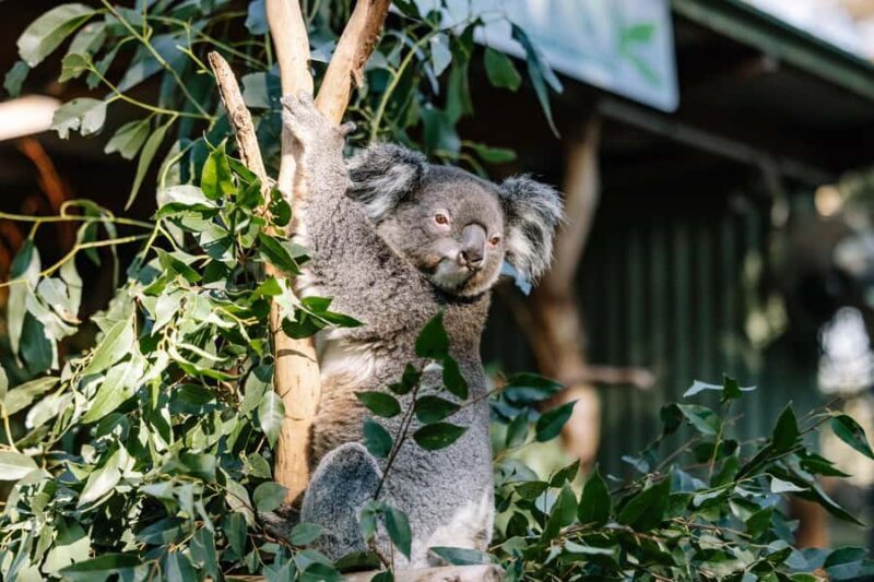 Sydney: Blue Mountains Scenic World, Wildlife Park and Lunch - Final Thoughts