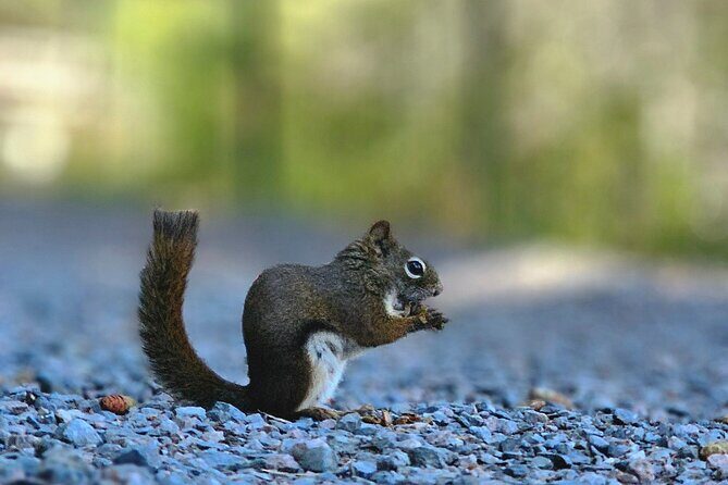 Sydney City Roots and Wildlife Trails of Cape Breton Island - Sydney City Roots and Wildlife Trails of Cape Breton Island – A Detailed Look