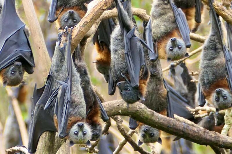 Sydney: Flying Fox Tour, Australia's Largest Bats - Frequently Asked Questions