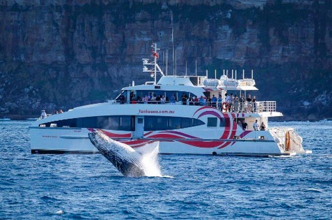 Sydney Harbour Whale Watching Experience - The Sum Up
