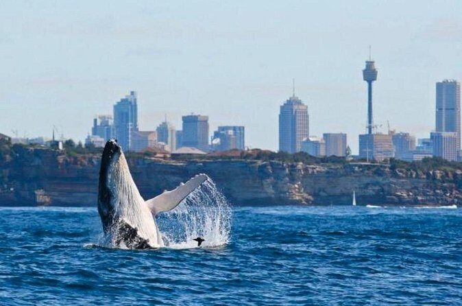 Sydney Harbour Whale Watching Experience - FAQ