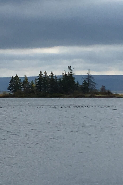 Sydney: Highland Village & Bell Museum Cruise Excursion - What Do Travelers Say? Highlights from Reviews