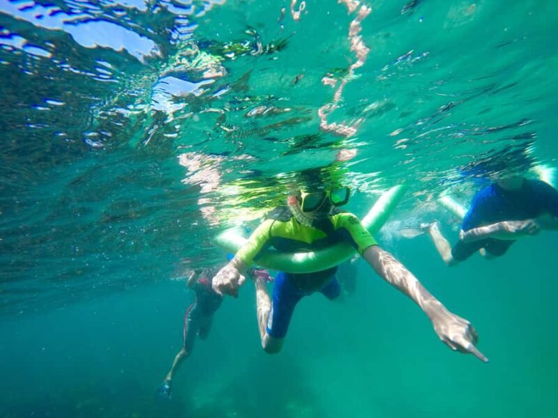 Sydney: Manly and Shelly Beach Snorkeling Tour - What Is This Tour About?