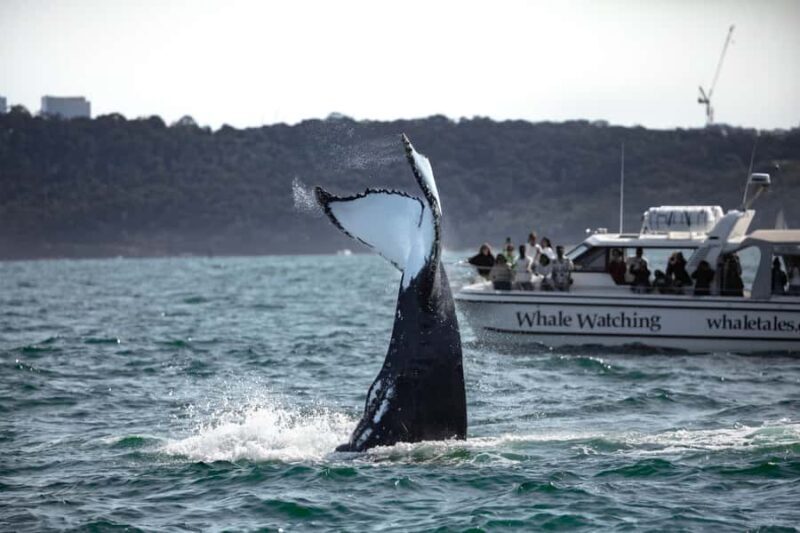 Sydney: Ocean Whale Watching Experience - Key Points