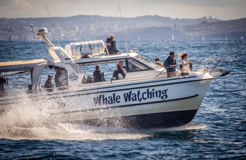 Sydney: Ocean Whale Watching Experience - Who Will Love This Tour?