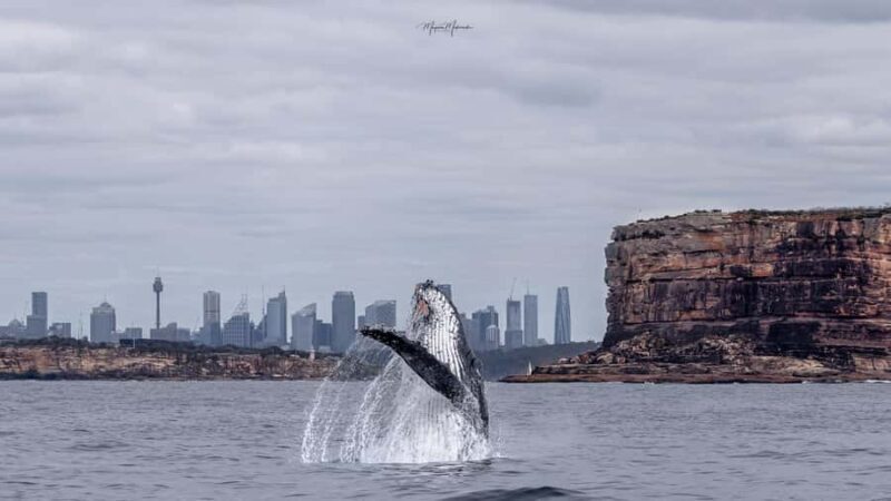 Sydney: Ocean Whale Watching Experience - Final Thoughts