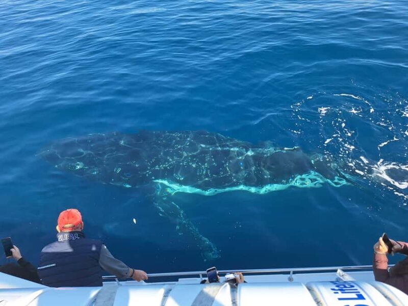 Sydney: Ocean Whale Watching Experience - FAQ