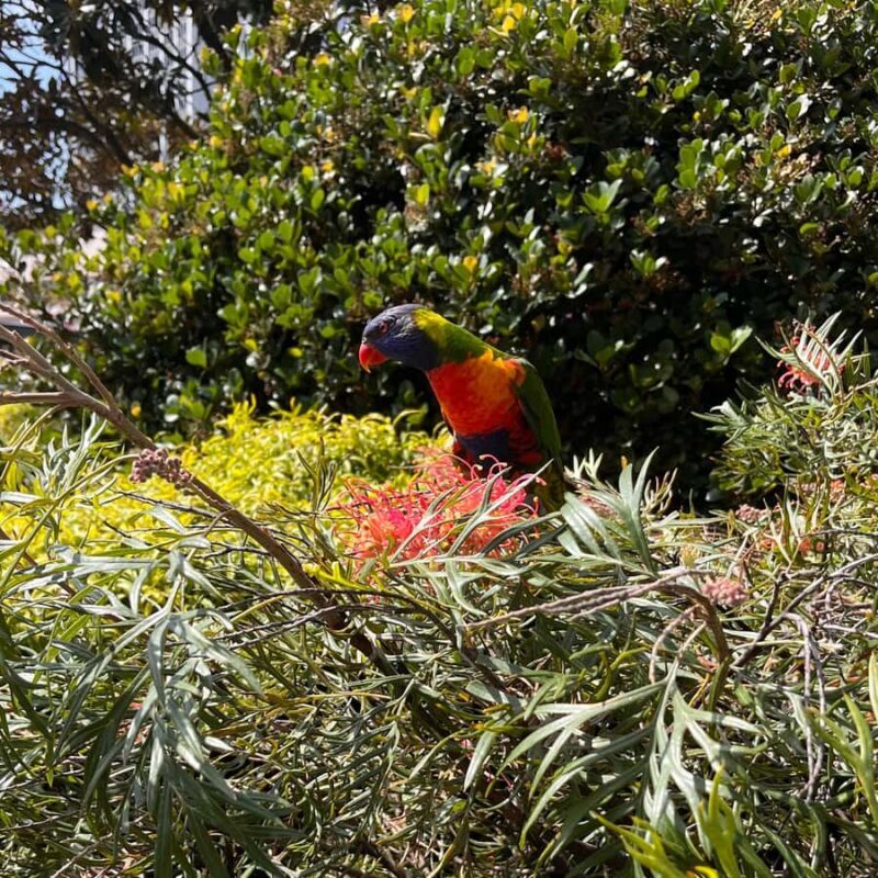 Sydney: Private Heritage Walking Tour - Who Will Love This Tour?