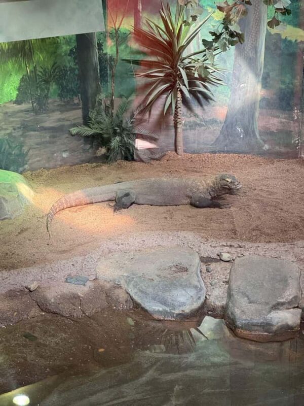 Sydney: Reptile Park and Avoca Beach Day Trip with Entry - Frequently Asked Questions