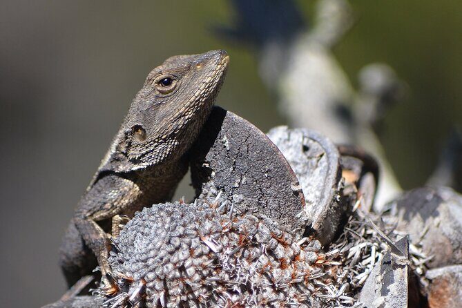 Sydney: Royal National Park Day Trip with Picnic and Swim - Frequently Asked Questions