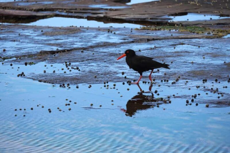 Sydney: Royal National Park private day tour - FAQ