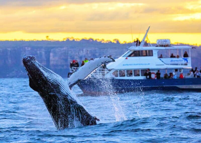 Sydney: Scenic Whale Watching Cruise - Whales Guaranteed - Key Points