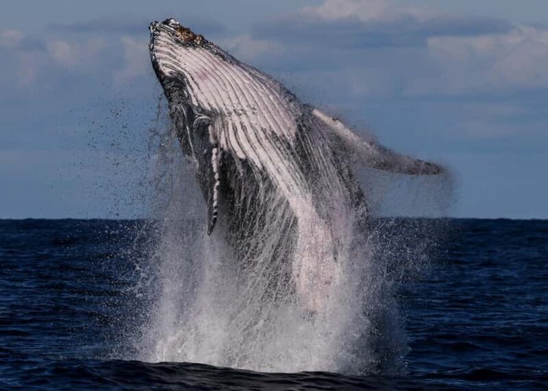 Sydney: Scenic Whale Watching Cruise - Whales Guaranteed - The Experience in Detail