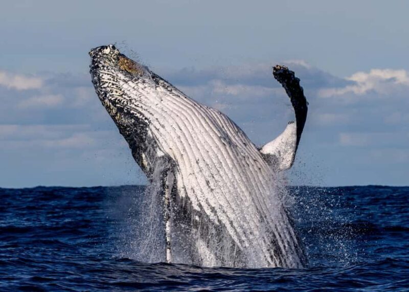 Sydney: Scenic Whale Watching Cruise - Whales Guaranteed - The Sum Up