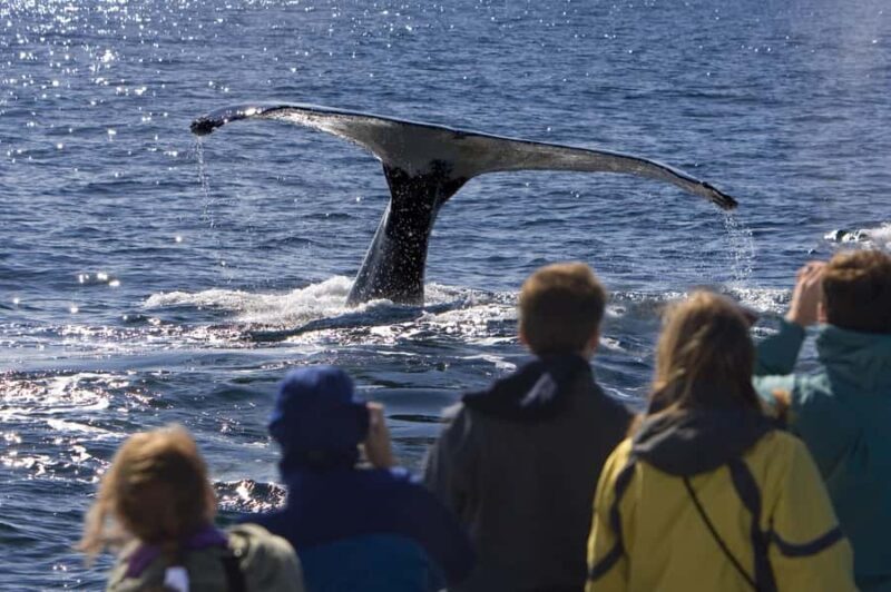 Sydney: Scenic Whale Watching Cruise - Whales Guaranteed - FAQ