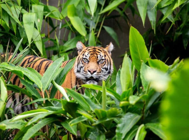 Sydney: Taronga Zoo Ticket with Return Ferry - Key Points