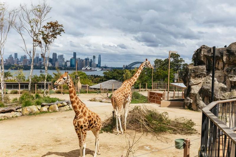 Sydney: Taronga Zoo Tickets - Hills, pathways, and accessibility: easy-ish for most, still plan ahead
