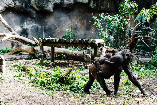 Sydney Taronga Zoo Wild Australia Experience - A closer look at what the tour involves