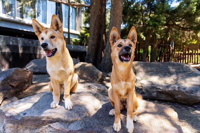 Sydney Taronga Zoo's Aussie Backyard Adventure Tour - FAQs About the Aussie Backyard Adventure Tour