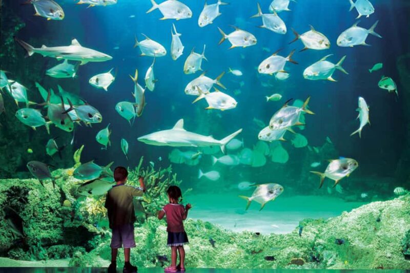 Sydney: Ultimate City Pass for 4 Attractions with Skywalk - Final Thoughts