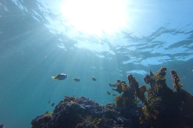 sydney underwater scooter tours - Who Is This Tour Best For?