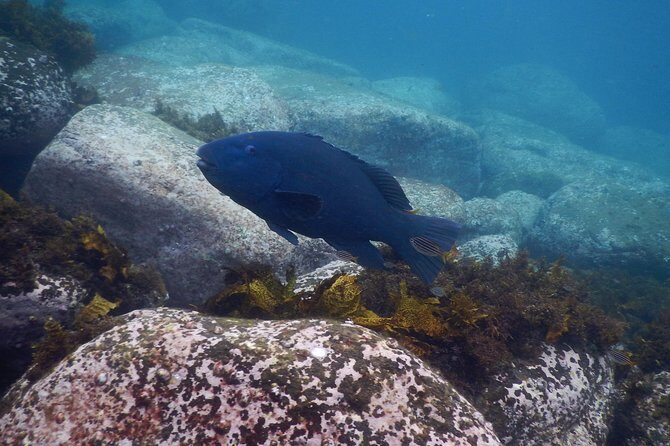 sydney underwater scooter tours - FAQ