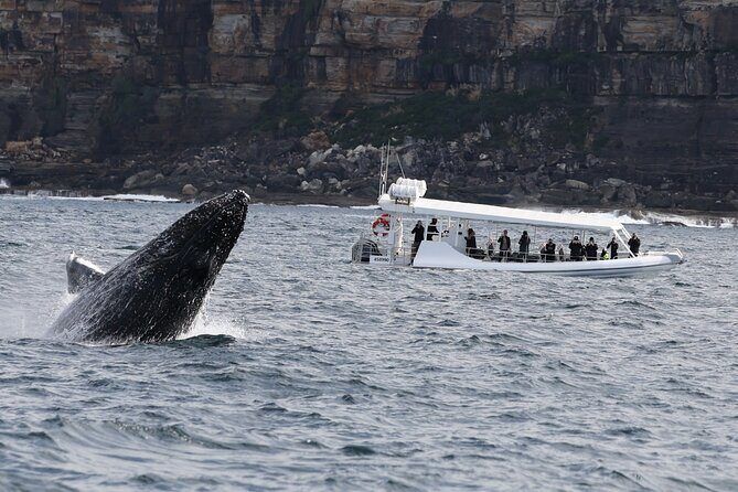 Sydney Whale-Watching by Speed Boat - FAQ