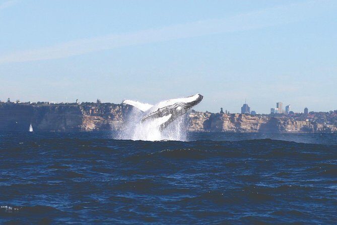 Sydney Whale Watching Cruise from Circular Quay - The Main Attraction: Whale Watching