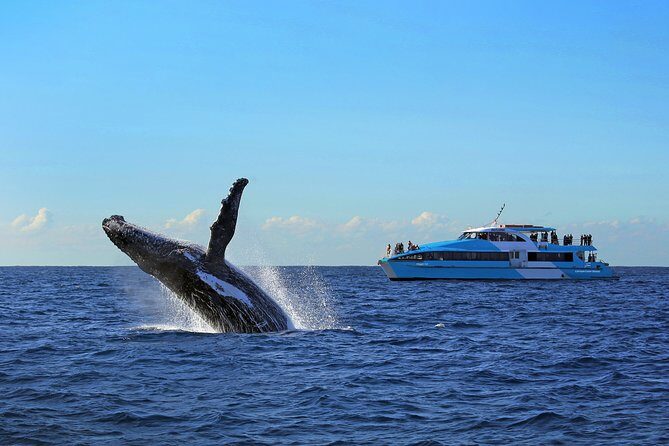 Sydney Whale Watching Cruise from Circular Quay - The Upsides: Why You’ll Love This Tour
