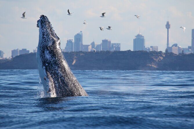 Sydney Whale Watching Cruise from Circular Quay - The Downsides: What to Keep in Mind