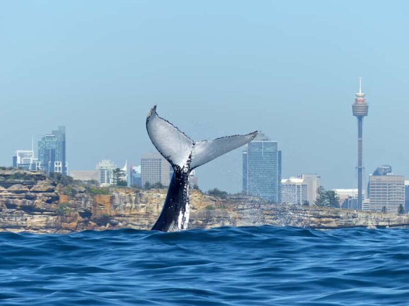 Sydney Whale Watching Cruise with Breakfast or Lunch - Key Points