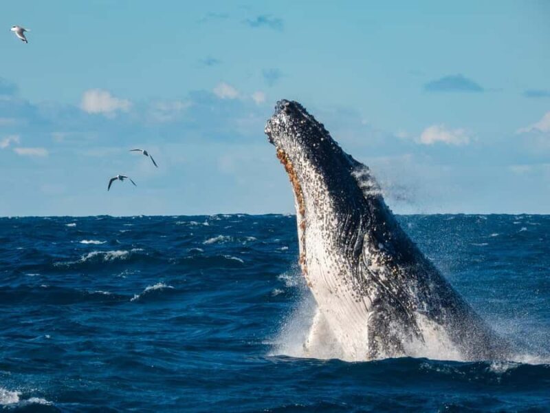 Sydney Whale Watching Cruise with Breakfast or Lunch - What to Expect from the Experience