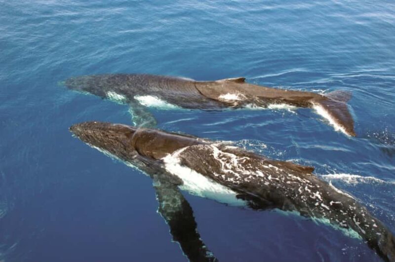 Sydney Whale Watching Cruise with Breakfast or Lunch - Final Thoughts: Should You Book?