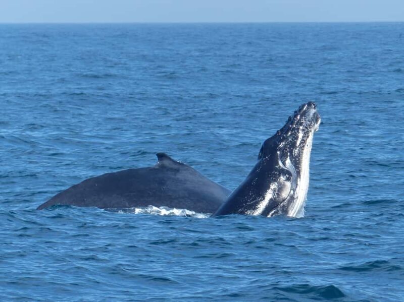 Sydney Whale Watching Cruise with Breakfast or Lunch - FAQ