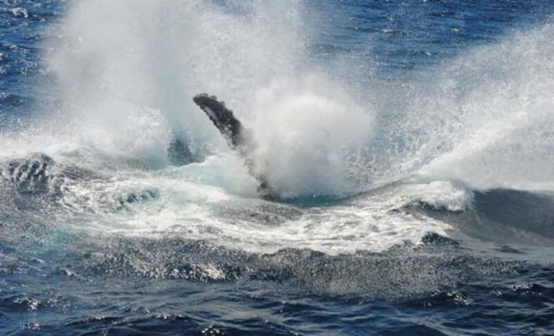 Sydney Whale Watching Cruise with Breakfast or Lunch - In Closing