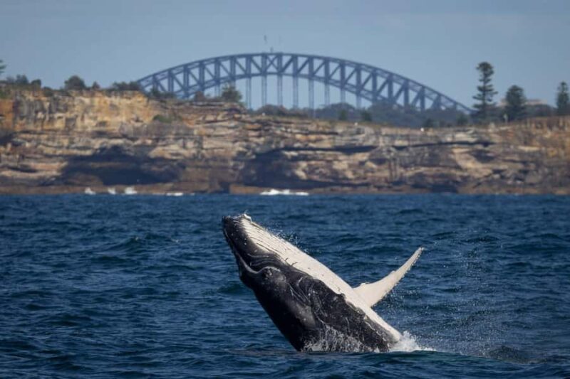 Sydney: Whale Watching & Wildlife Cruise - What to Expect from the Tour