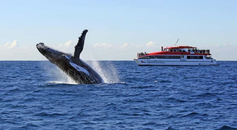 Sydney: Whale Watching & Wildlife Cruise - The Experience: Pros and Cons