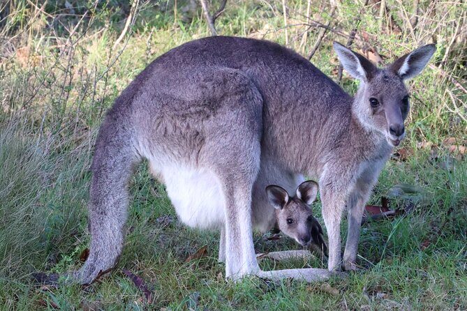 Sydney Wild Kangaroos and a Cruise: A Private Wildlife Adventure - Key Points