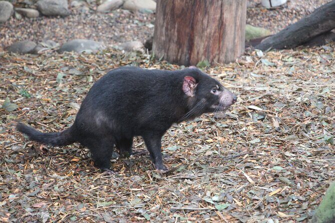 Sydney Wild Kangaroos and a Cruise: A Private Wildlife Adventure - Authentic Traveler Insights