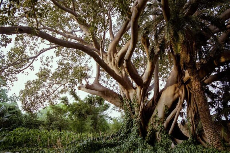 Syracuse: Exclusive Sicilian Wine Tasting Experience - The Wine Tasting – What to Expect